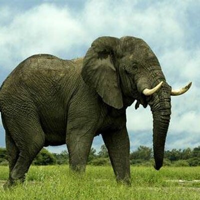 Profile Picture of Jerry LaRosa (@JarvisBird) on Twitter