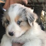 Profile Picture of R u s t y 🐶 (@rusty_nail_shepherd) on Instagram