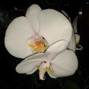 Profile Picture of Doris Neumann (@DorisNeumann3) on Twitter