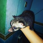 Profile Picture of cindy (@cindy_manis01) on Instagram