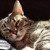 Profile Picture of Alaura Filyau (@alaurafilyau6427) on Youtube