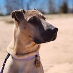 Profile Picture of Bambi The Shar Pei (@bambi_the_sharpei) on Instagram