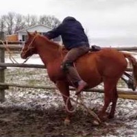 Profile Picture of Danny Thomas Gypsy Farrier (@danny-thomas-gypsy-farrier) on Quora