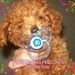 Profile Picture of Veronica Tow (@sandraver_06) on Pinterest