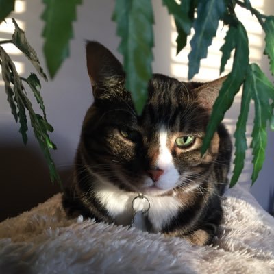 Profile Picture of Lori Perrin (@DragonMom2014) on Twitter