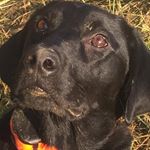 Justin Odom - Instagram Profile Picture of Justin Odom (@odom205) on Instagram