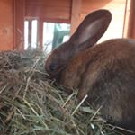 Profile Picture of Benjamin_thegreyandgingerlop (@benjamin_thegreyandgingerlop) on Instagram