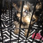 Profile Picture of Toby Templet (@tobytemplettobe05) on Instagram