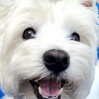 Profile Picture of Lucy Shanahan (@lucythewestie) on Facebook