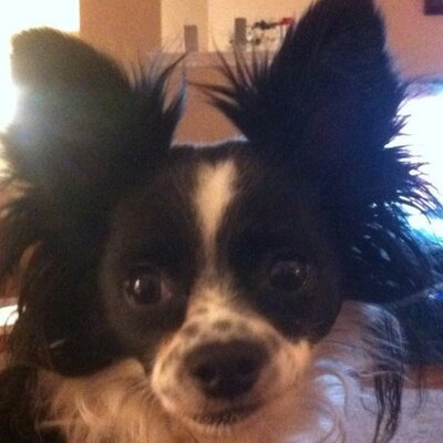 Profile Picture of Michael Scardino (@mscardino92) on Twitter