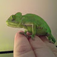 Profile Picture of Amanda Tinker (@amanda-tinker-8) on Quora