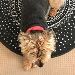 Profile Picture of Max Forrester (@maxie_the_border_terrier) on Instagram