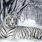 Profile Picture of Tyree Ross (@ironman.94) on Instagram