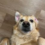 Profile Picture of lauren wolfe (@laurenmw8) on Instagram