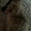 Profile Picture of Chase Gonzalez (@@flamingblitz2) on Tiktok