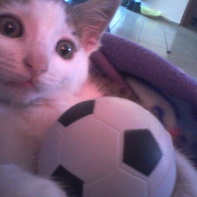 Profile Picture of Memo Chatre (@MemoChatre) on Twitter