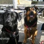 Profile Picture of Robert de Vlieger (@devliegerrobert) on Instagram