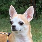 Profile Picture of Bonnie the chihuahua (@bonnie_cobby) on Instagram