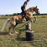 Profile Picture of 🎅🏼 Charles & Sultan 🐴 (@sultan.mon.precieux) on Instagram