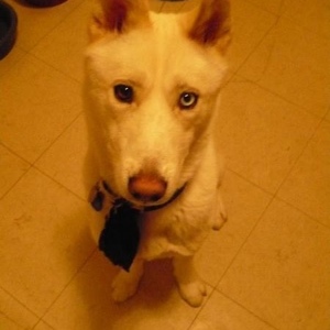 Profile Picture of Jager Bickel (@jager_dog) on Myspace