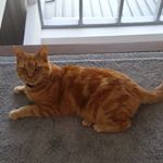 Harry Haslam - Instagram Profile Picture of Harry Haslam (@itsharrythecat) on Instagram