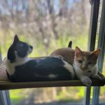 Profile Picture of 🖤Gypsy 🖤 & 🧡Alvin🧡 (@gypsy_alvin.meow) on Instagram