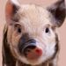 Profile Picture of Kevin Colbert (@kp4u42) on Pinterest