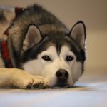 Profile Picture of Josh Hyder (@josh_hyder) on Instagram