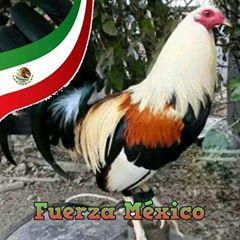 Profile Picture of Jose Cordova (@josecordova87) on Tiktok