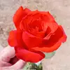 Profile Picture of Joséph jo (@joseph.ysamr) on Tiktok