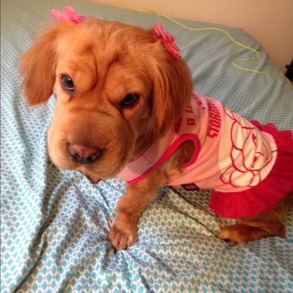 Profile Picture of Bria Mitchell (@briatrinee) on Poshmark