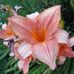 Profile Picture of Sherry Howe (@sherry.howe.33) on Facebook