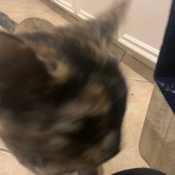 Profile Picture of Echoe Martinez (@echoemartinez) on Poshmark