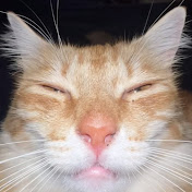 Profile Picture of Matthew Shen (@matthewshen2064) on Youtube