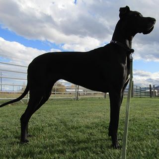 Profile Picture of Arnold Ressell (@ARACEOakaBMHA) on Facebook