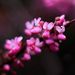 Profile Picture of Houa Chang (@huabmetsab05) on Pinterest
