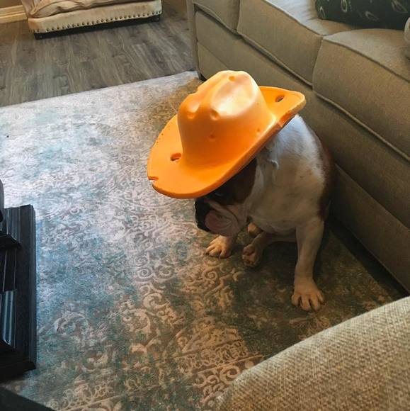 Profile Picture of Melissa Haapakoski (@m_h757) on Poshmark