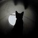Profile Picture of Kenneth Lau (@ion000g) on Pinterest