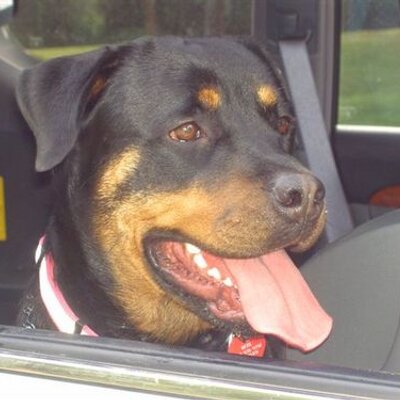 Jodi Ross - Twitter Profile Picture of Jodi Ross (@cityoftheangels) on Twitter