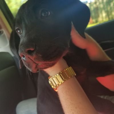 Profile Picture of Matthew Wines (@MatthewWines1) on Twitter