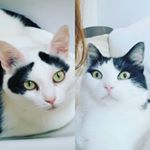 Profile Picture of Amelia & Leone 🇮🇹 (@amelia_and_leone_thecats) on Instagram