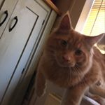 Profile Picture of Cody Creed (@ig.cody_c) on Instagram