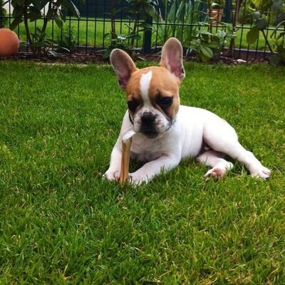 Profile Picture of Dirk Wagner (@dirk_papidirk) on Twitter