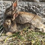 Profile Picture of Chupko and Chupi💖💖 (@bunny__and__friends) on Instagram