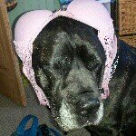 Profile Picture of Athena Wong (@athena_the_bear) on Instagram