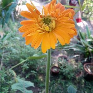 Profile Picture of Chowkidar Lipika Chatterjee (@LipikaChatterj8) on Twitter