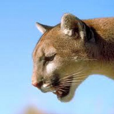 Profile Picture of Bryce Al Hanson (@PUMAPOWA) on Twitter