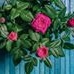 Profile Picture of Chandra Paul (@srity.paul.7) on Facebook