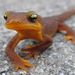 Profile Picture of newt man (@lukasmritchie) on Pinterest