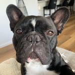 Profile Picture of Ralph Lowman Jr (@recklessralphie) on Instagram